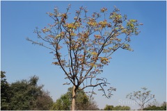 Acrocarpus fraxinifolius